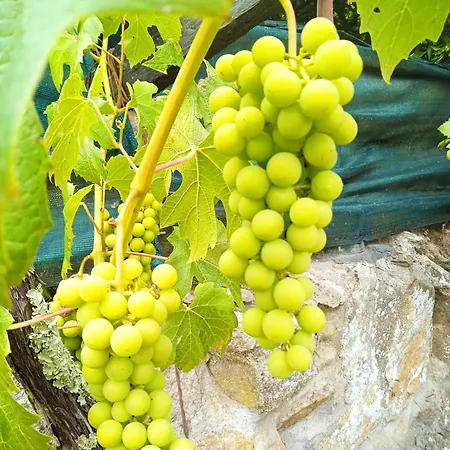 Villa Douro Valley-casa Do Vimieiro Sande (Porto)