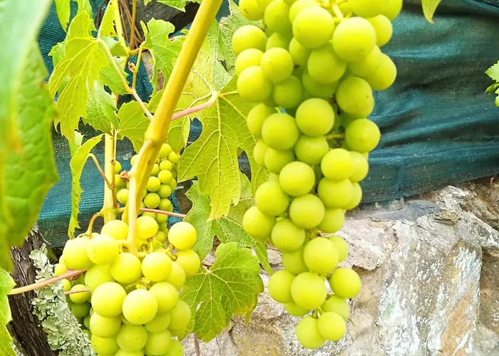 Vila Douro Valley-casa Do Vimieiro Sande (Porto)